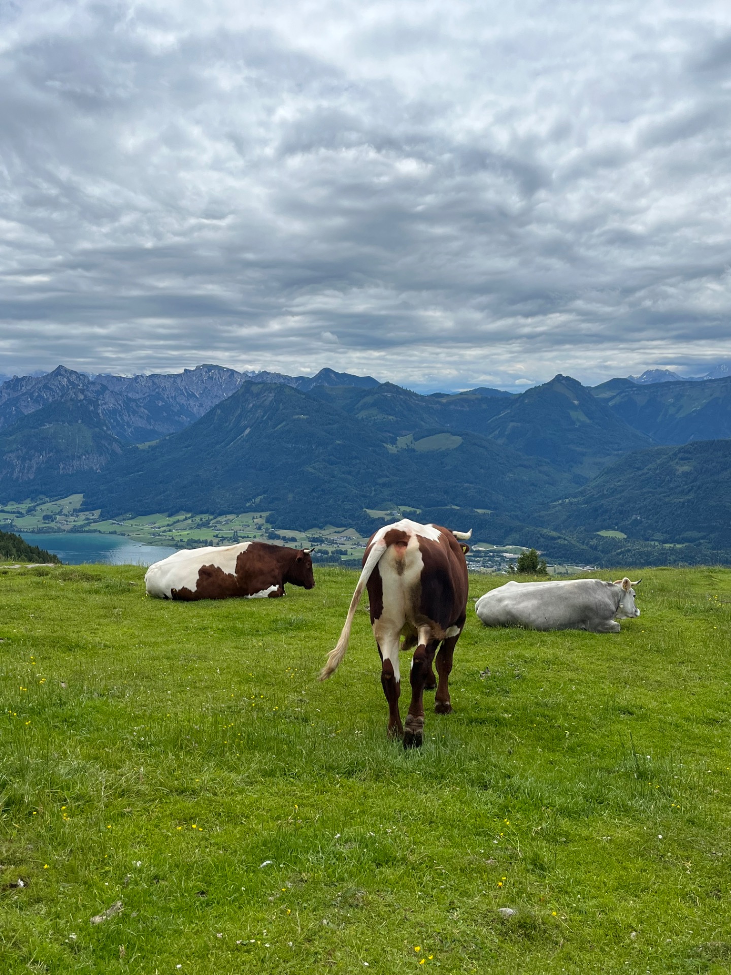 Schafberg