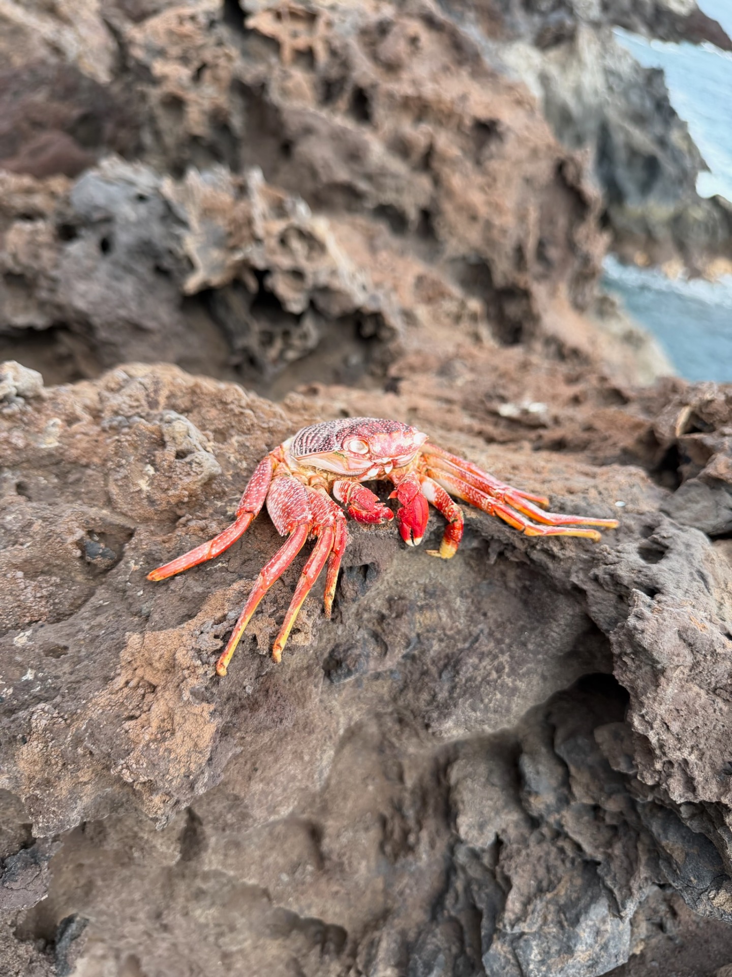 Piscina Naturales Los Abrigos