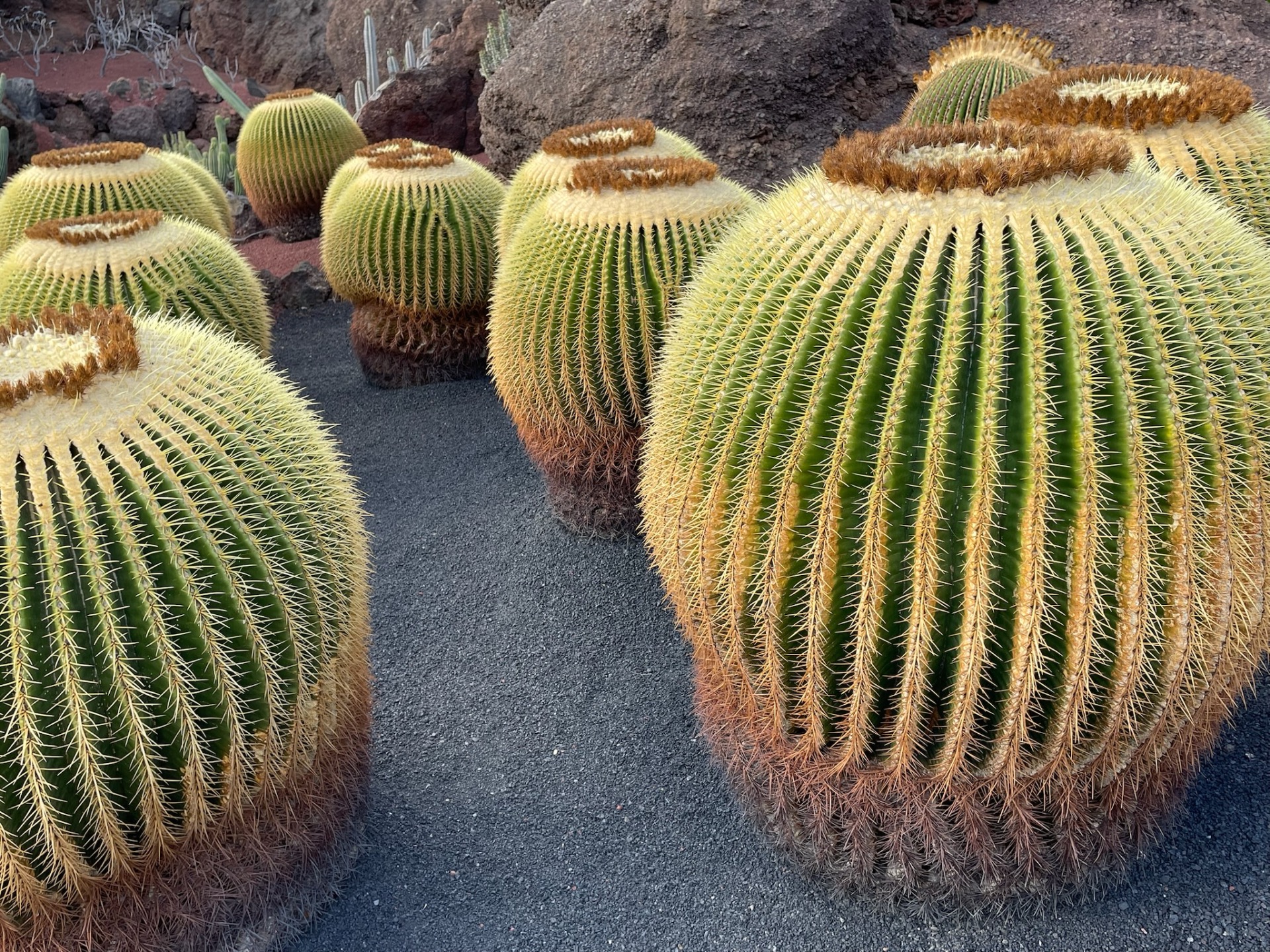 Kaktusová zahrada Lanzarote