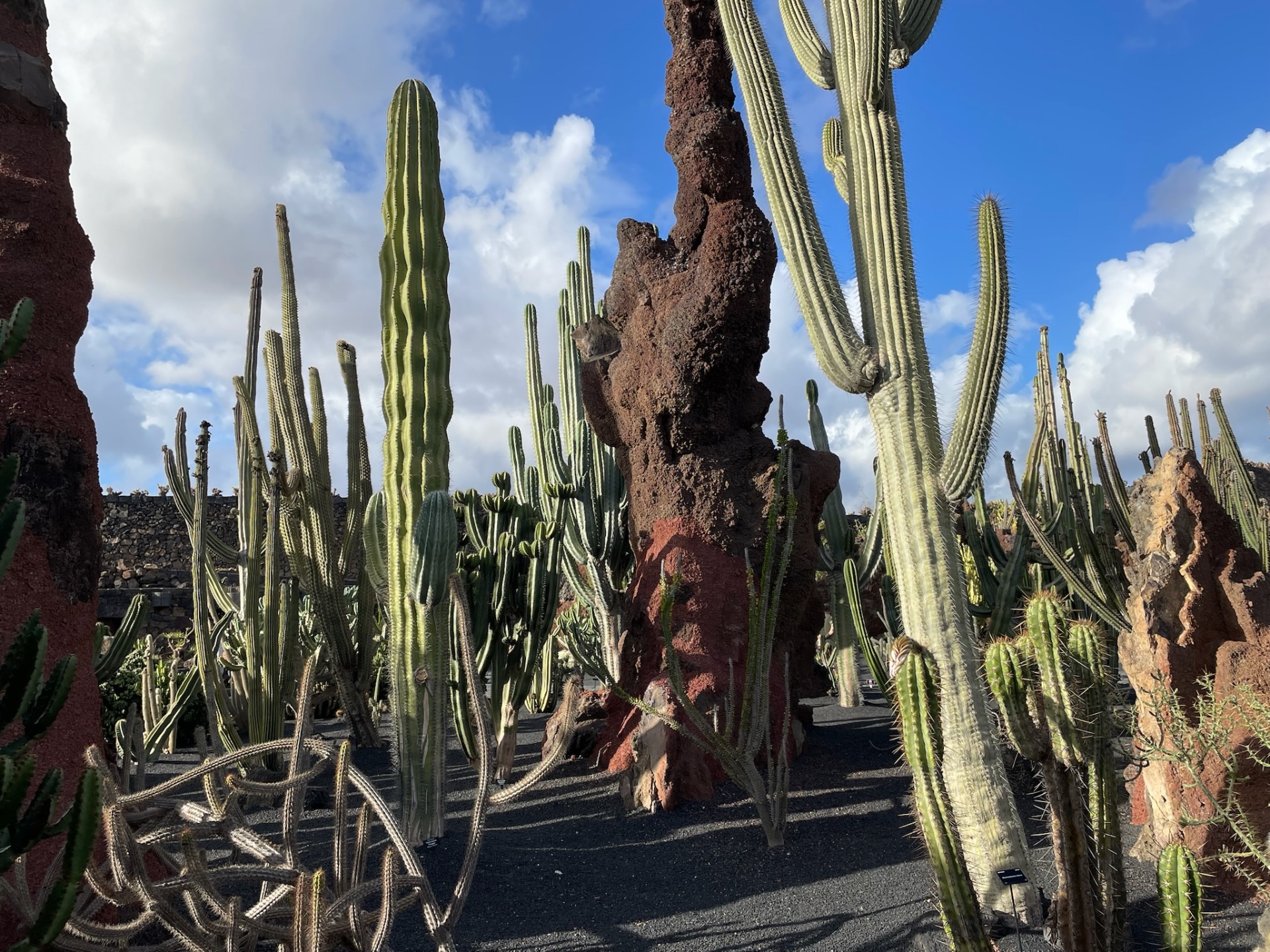 Jardín de Cactus