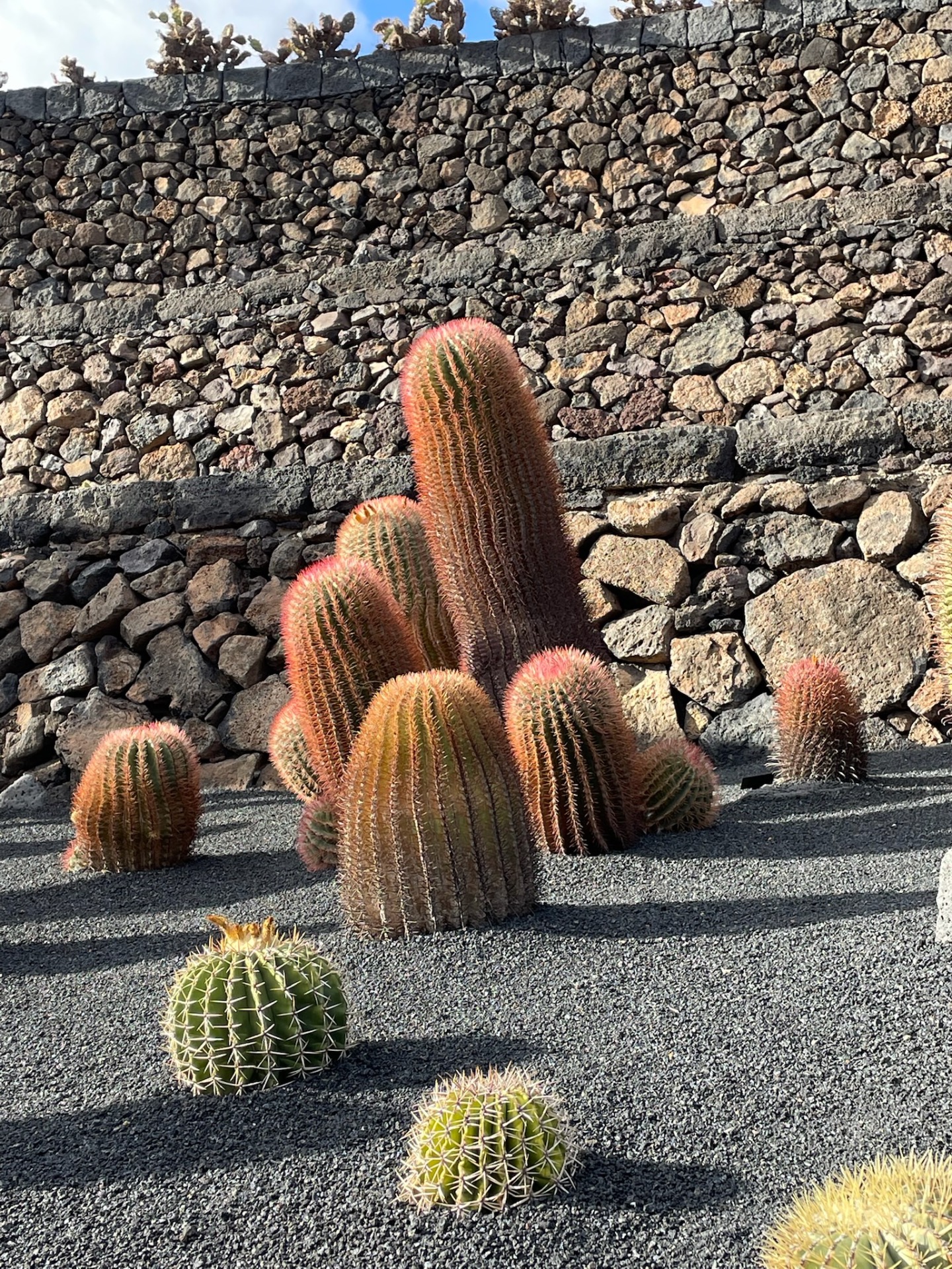 Jardín de Cactus