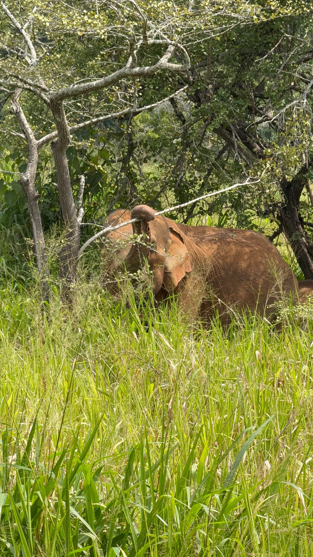 Safari na Srí Lance