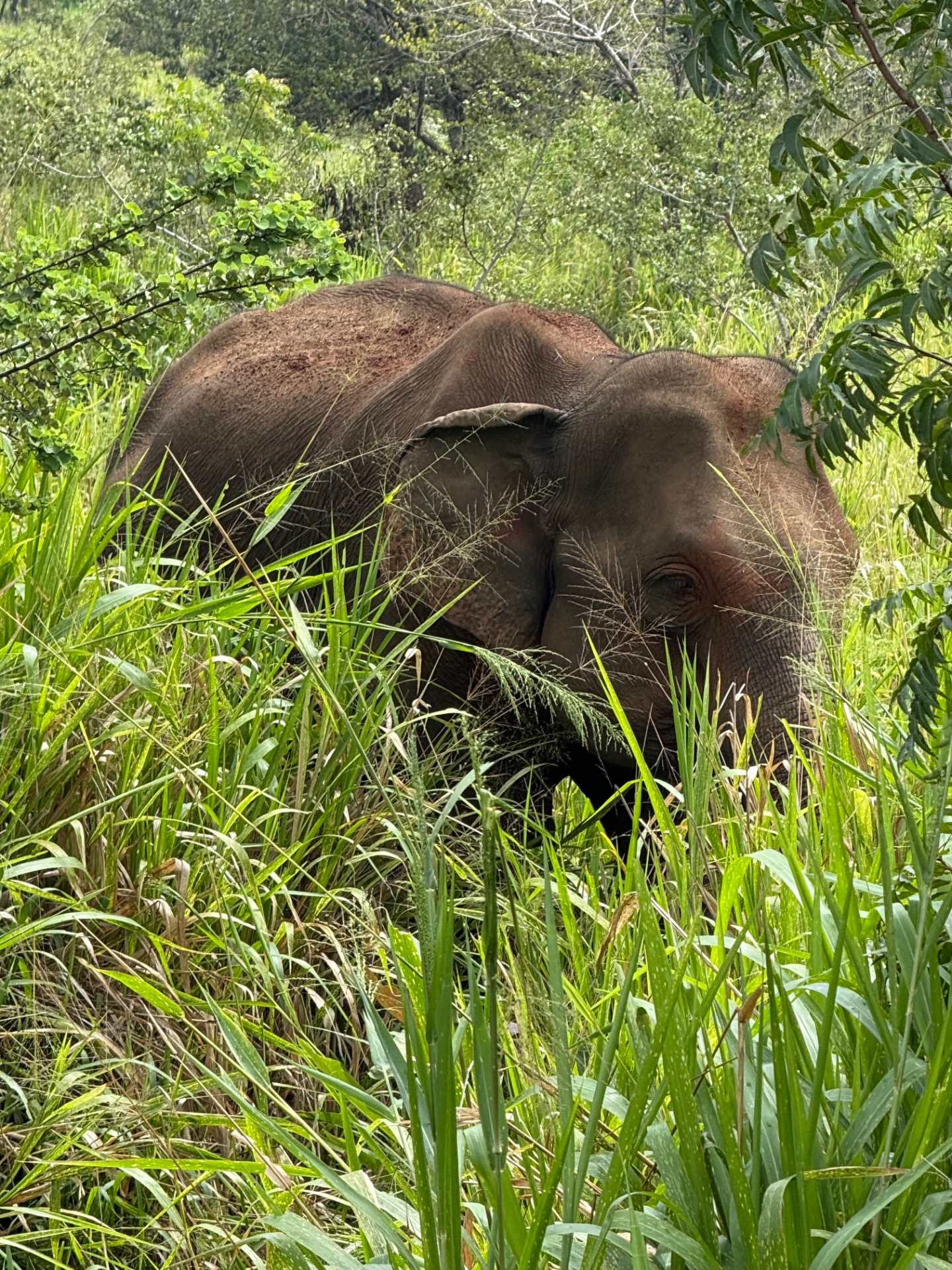 Safari na Srí Lance