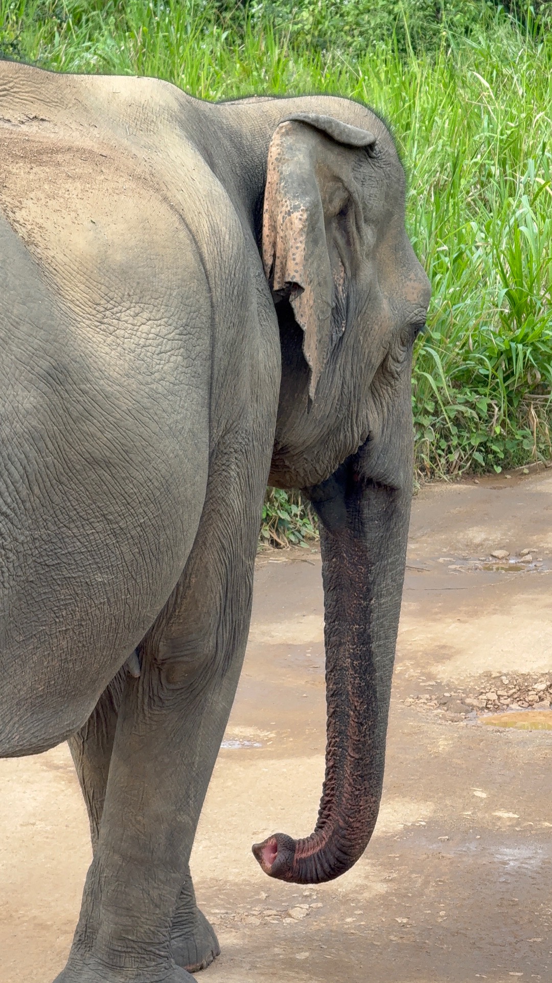 Safari na Srí Lance