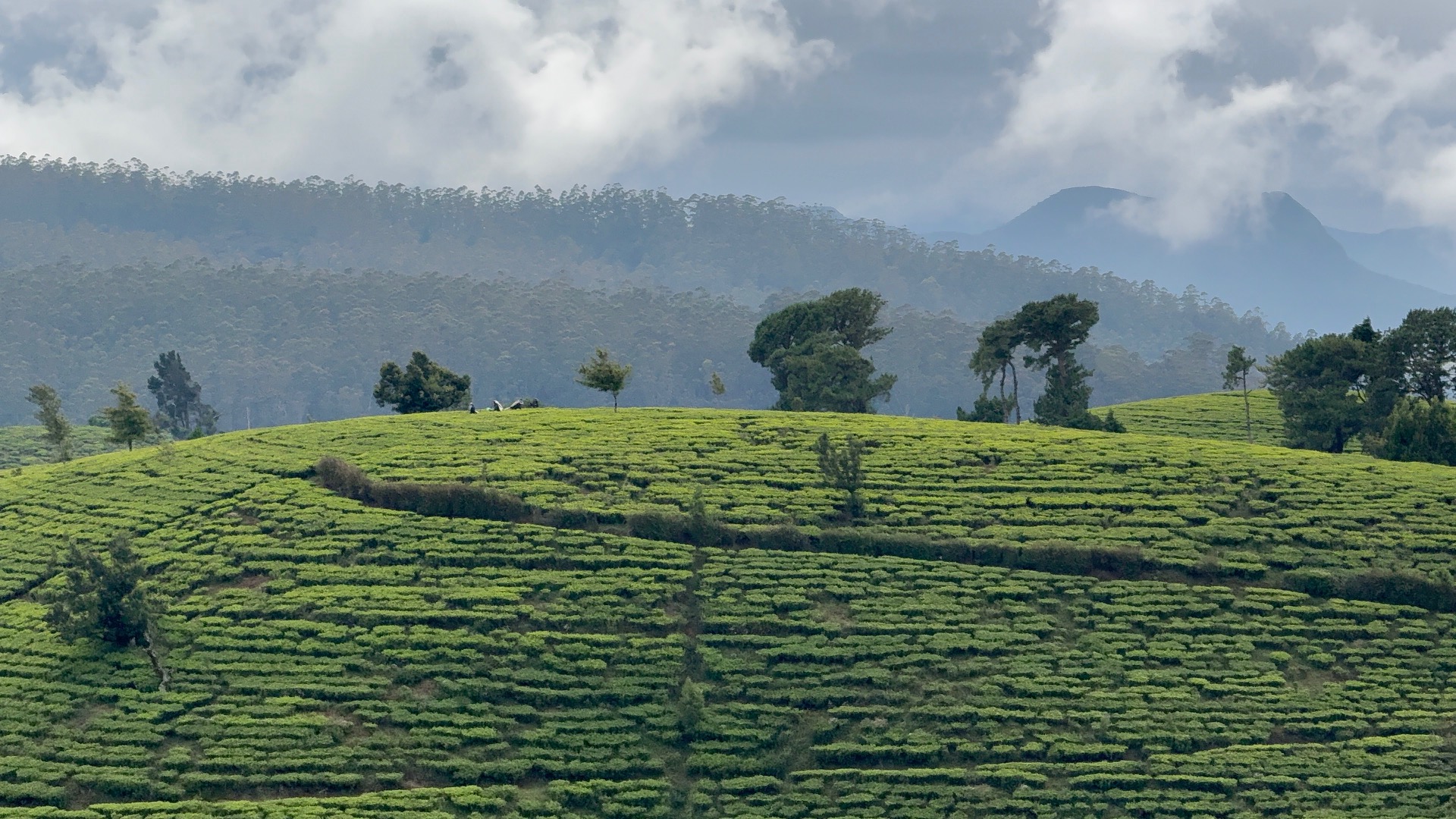 Nuwara Eliya - Pekoe Trail