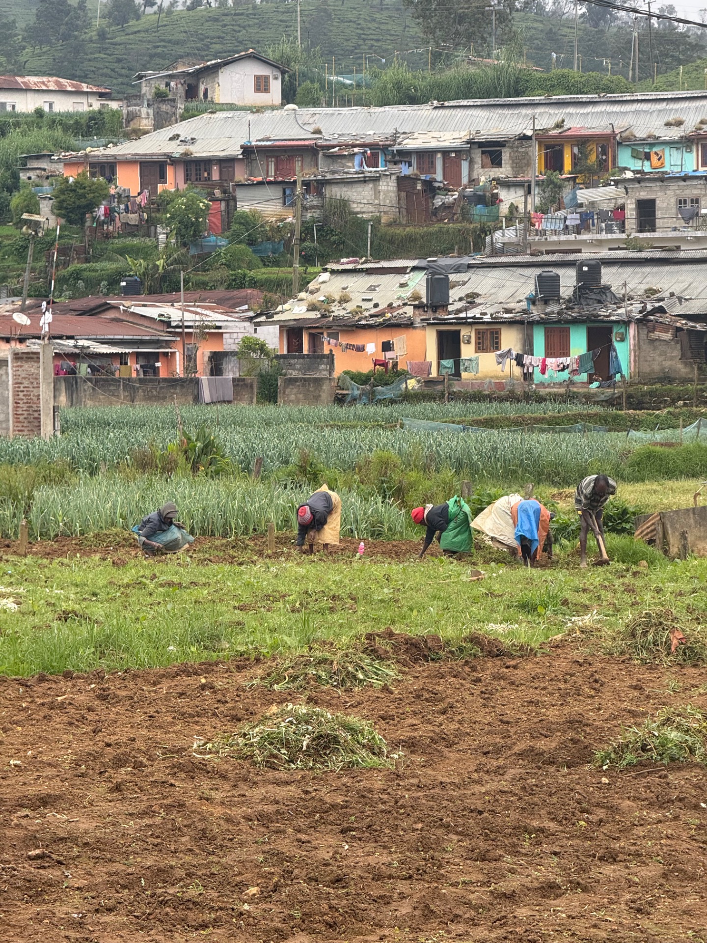 Nuwara Eliya - Pekoe Trail