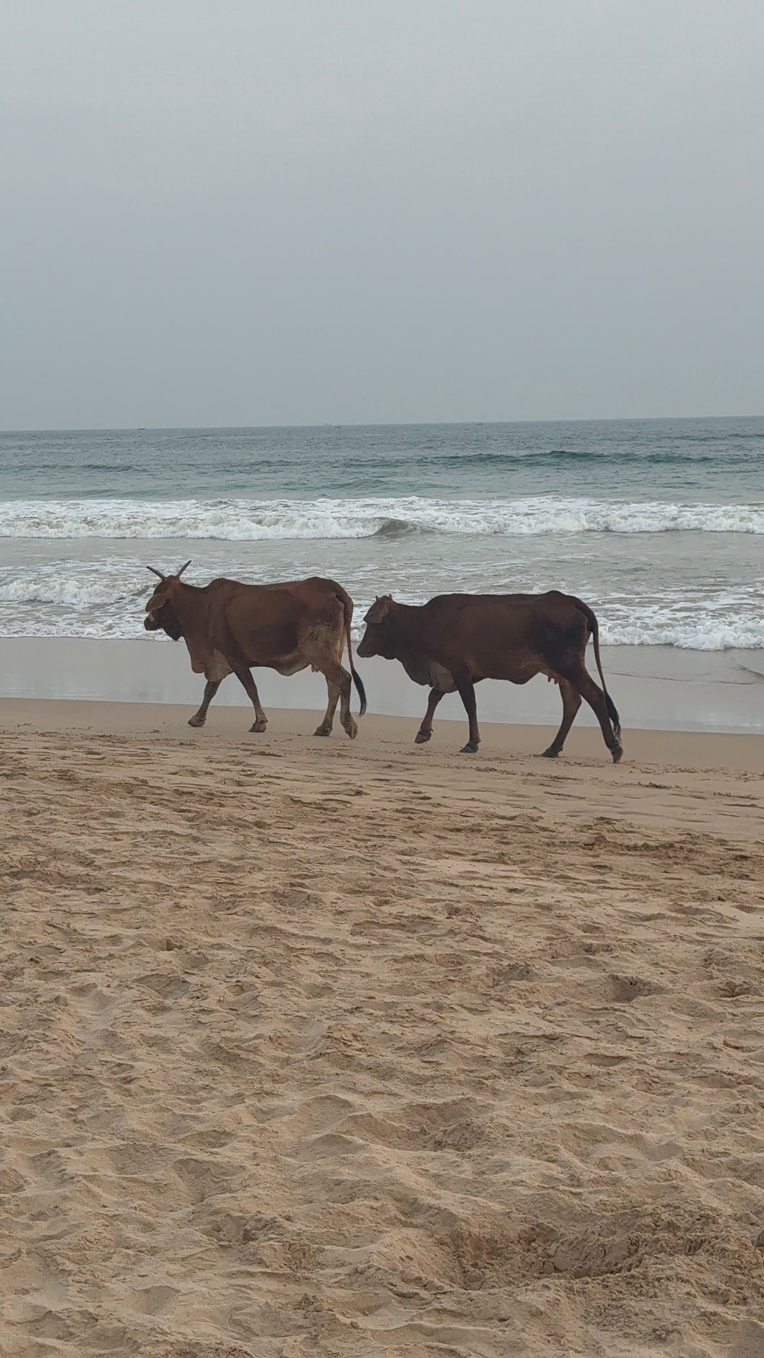 DICKWELLA BEACH
