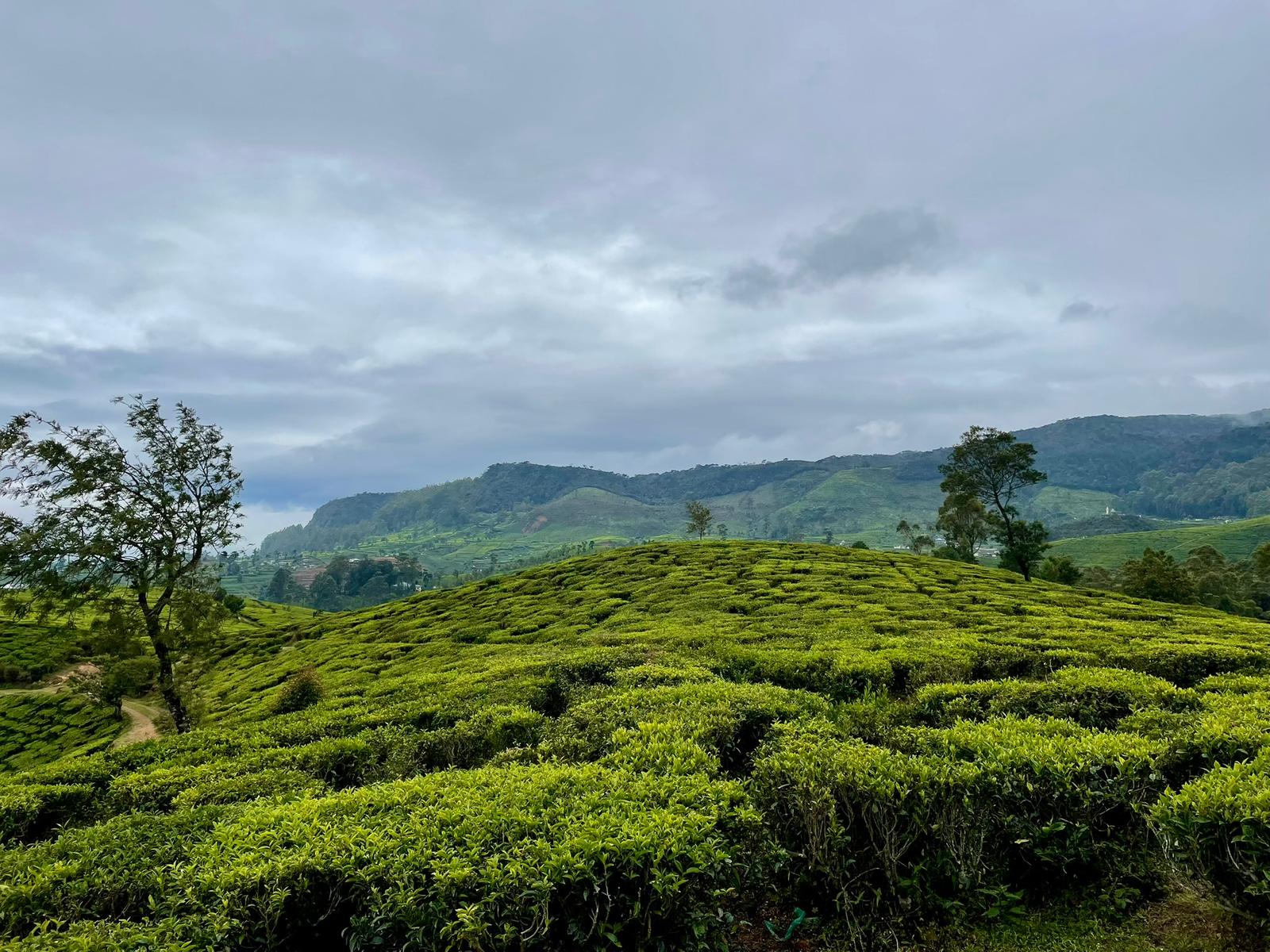 Čajová plantáž Srí Lanka - Pekoe
