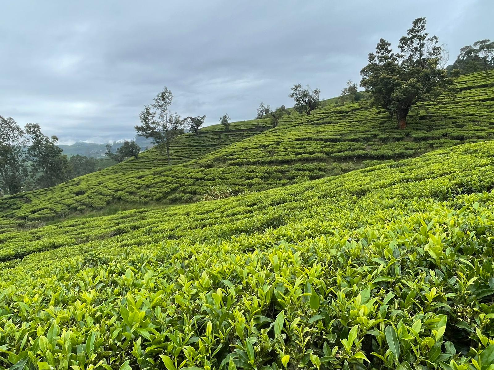 Čajová plantáž Srí Lanka - Pekoe