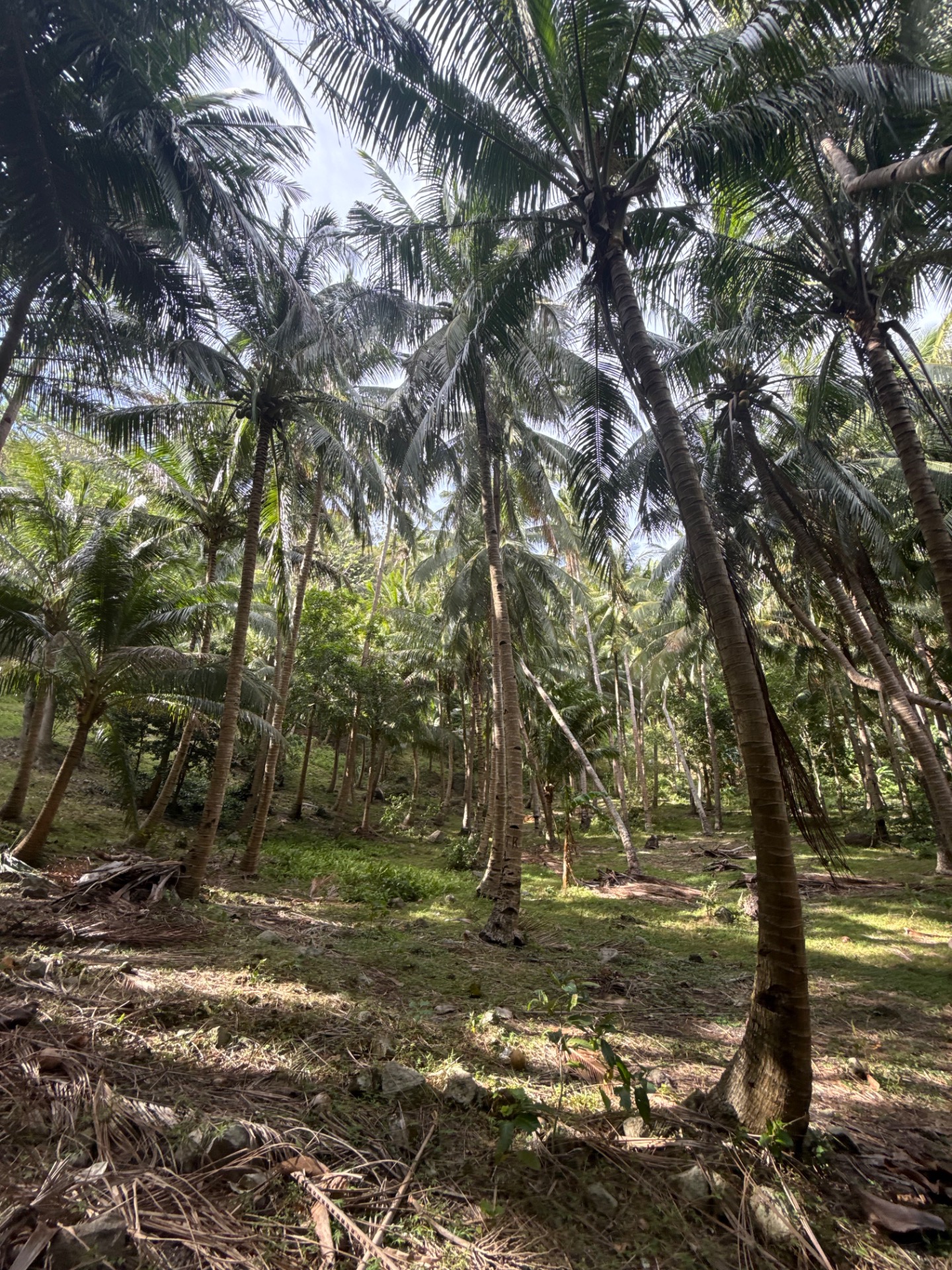 Trek na Apo Island